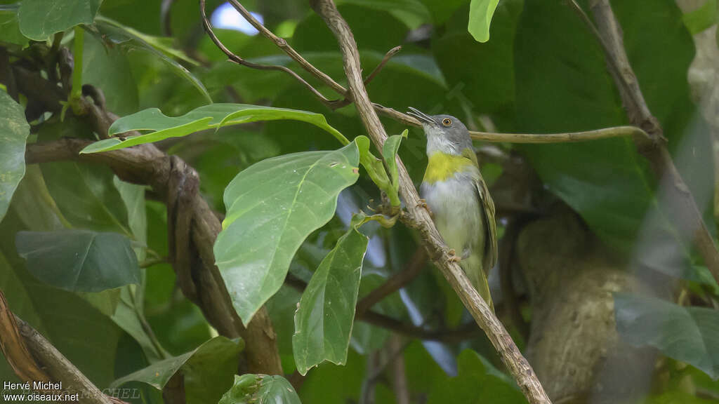 Apalis à gorge jaune femelle adulte, habitat, chant