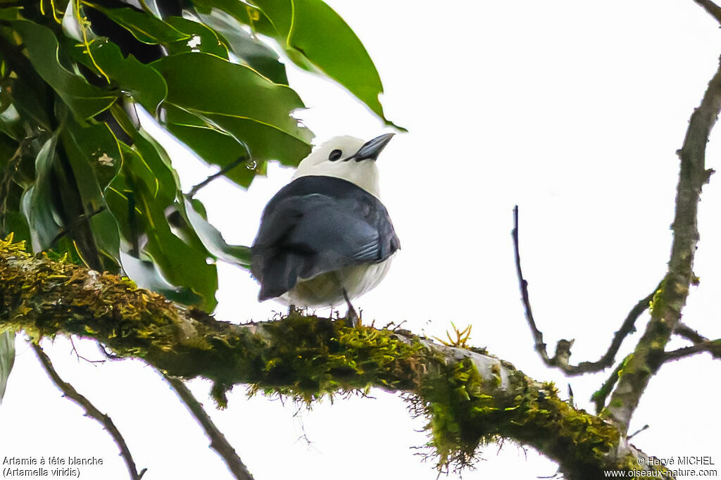White-headed Vanga