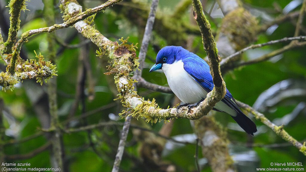 Madagascar Blue Vanga