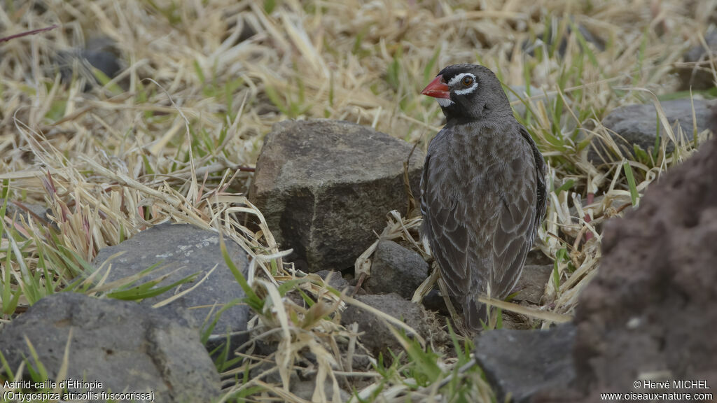 Quailfinch (fuscocrissa) male adult