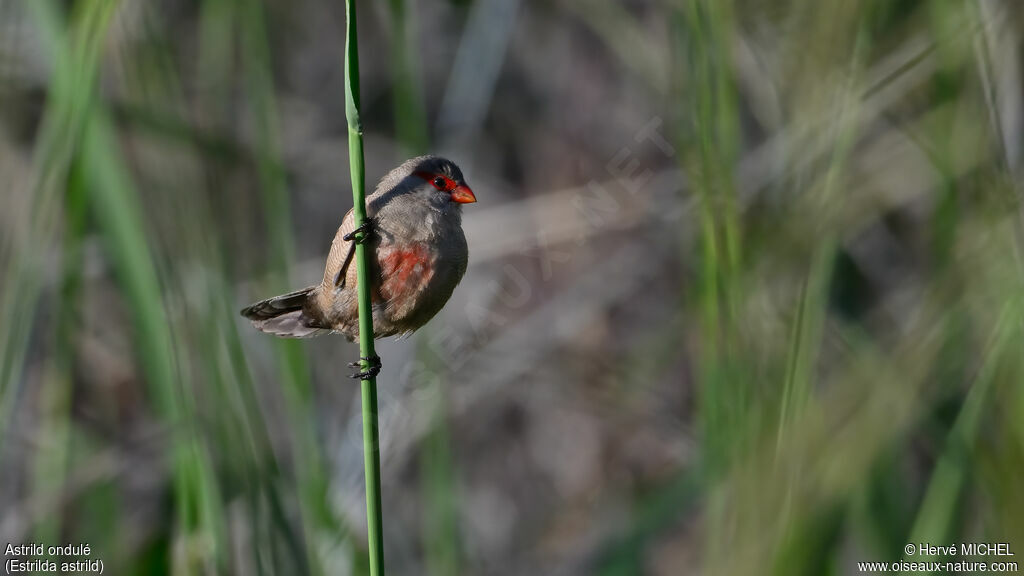 Common Waxbill male adult breeding