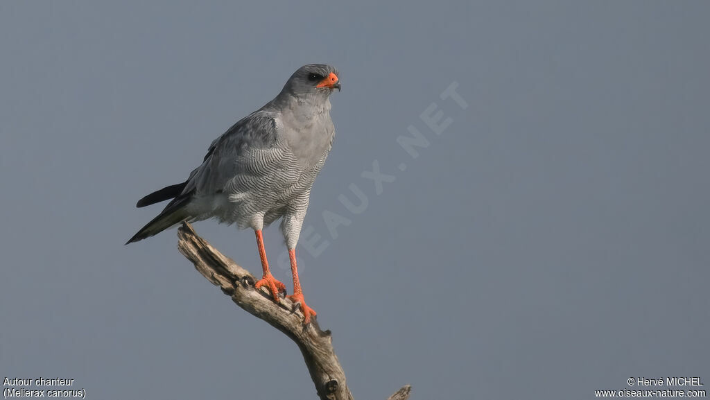Pale Chanting Goshawk