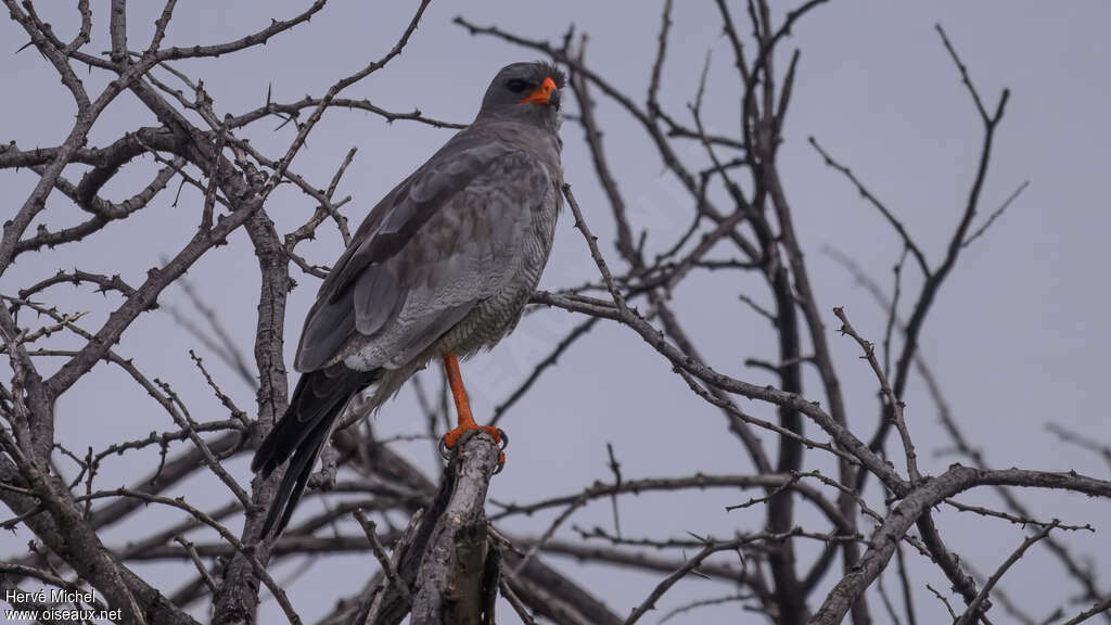 Autour sombreadulte, identification