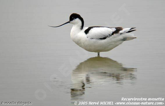 Avocette élégante