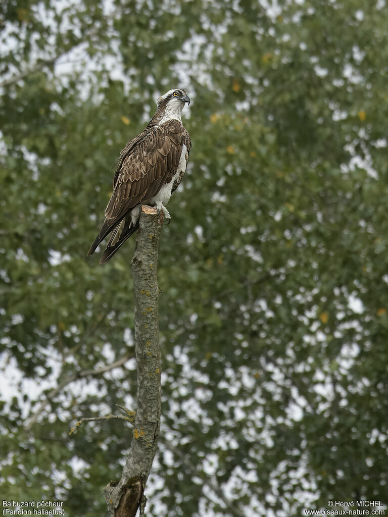 Osprey