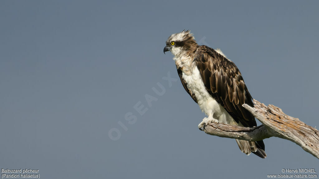 Osprey
