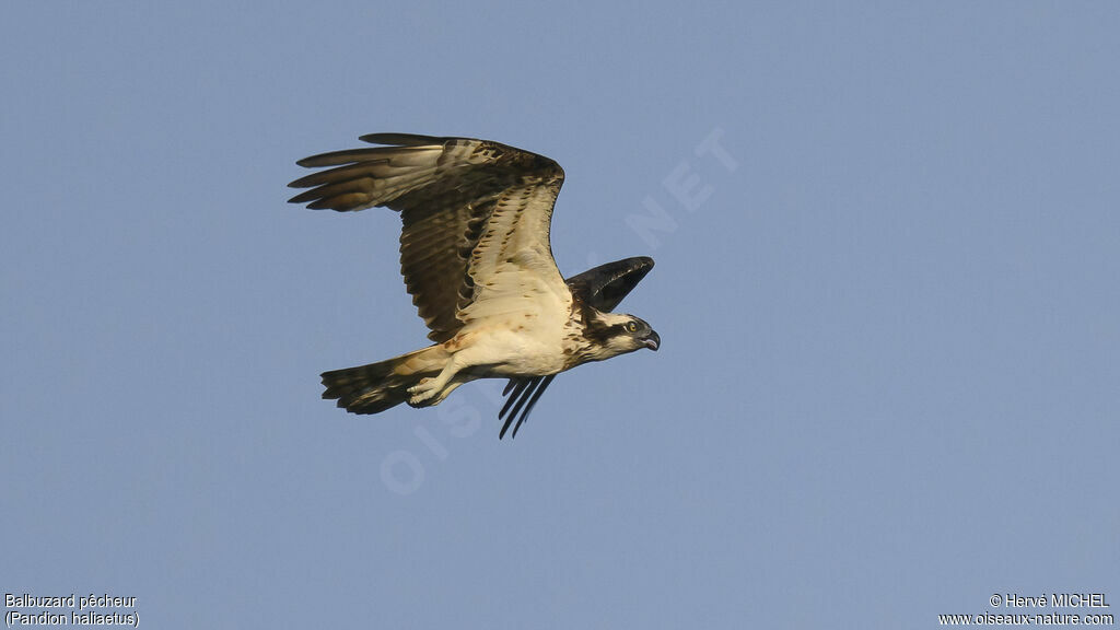 Osprey