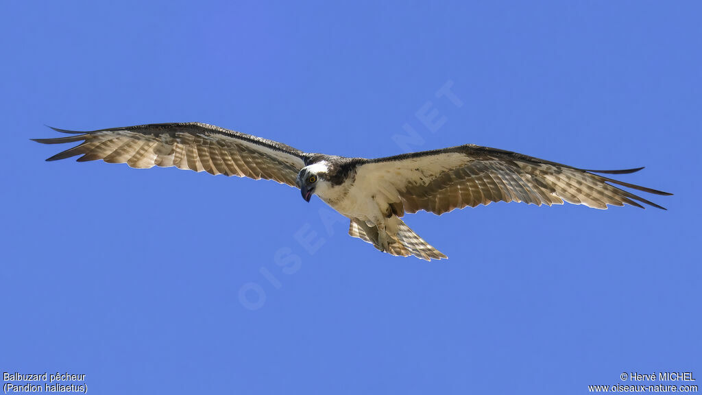 Osprey