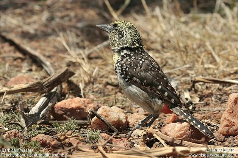 Usambiro Barbet male adult
