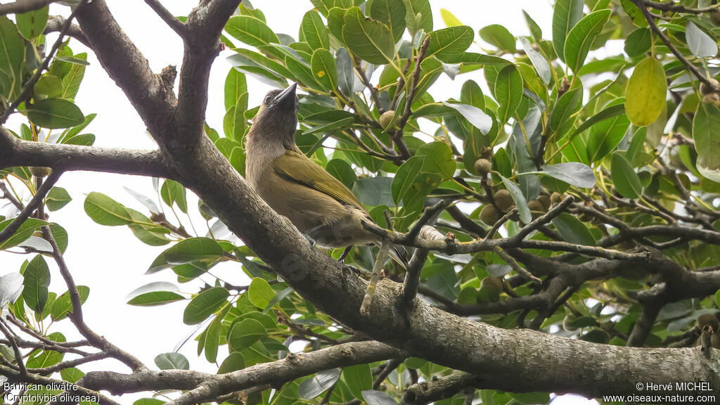 Barbican olivâtre mâle adulte