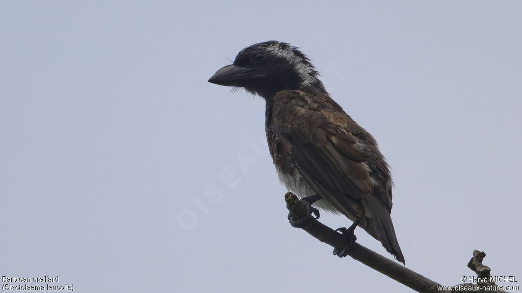 Barbican oreillardadulte