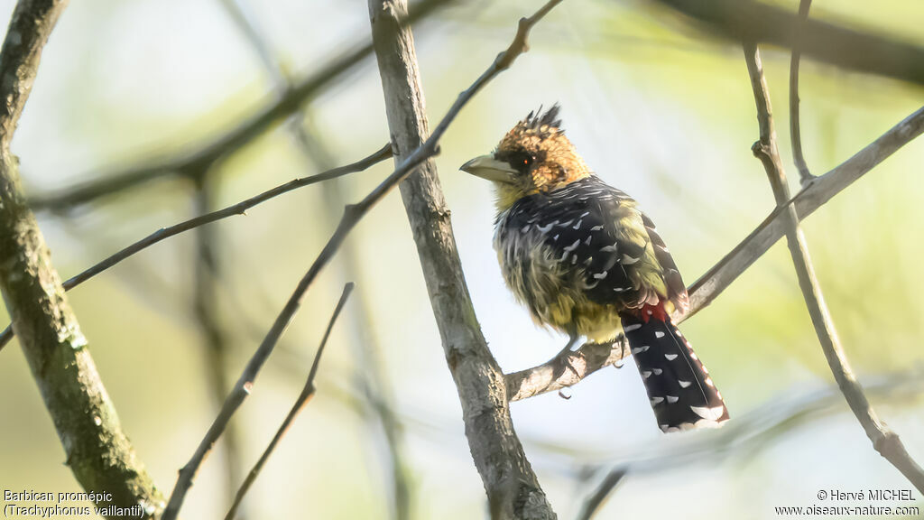 Crested Barbet