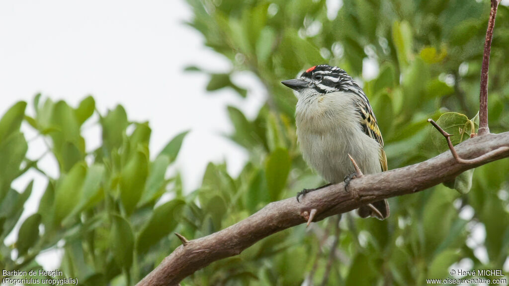 Northern Red-fronted Tinkerbird