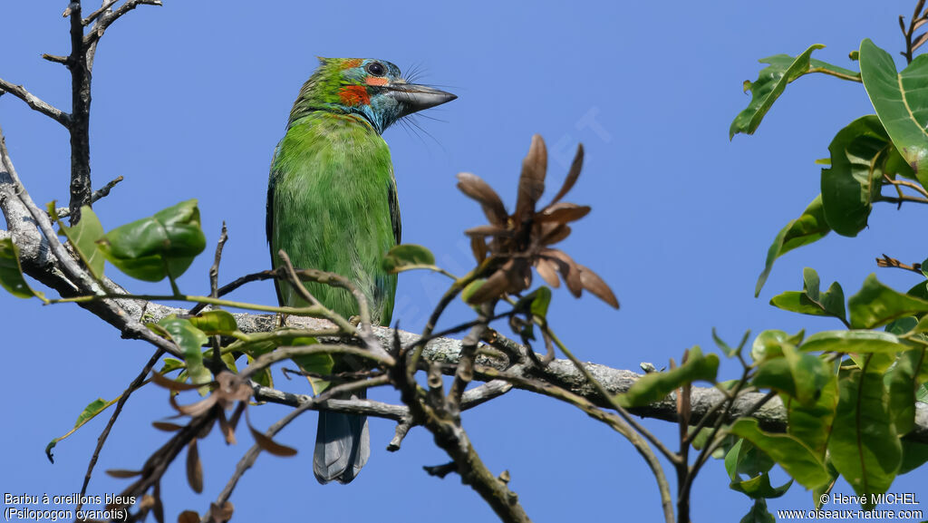 Barbu à oreillons bleus