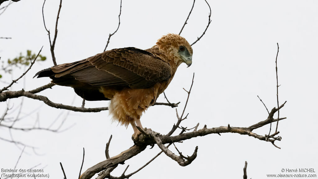 Bateleurimmature