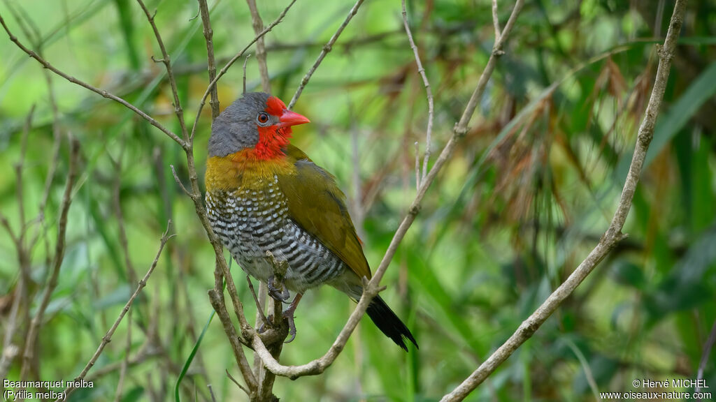 Beaumarquet melba mâle adulte nuptial