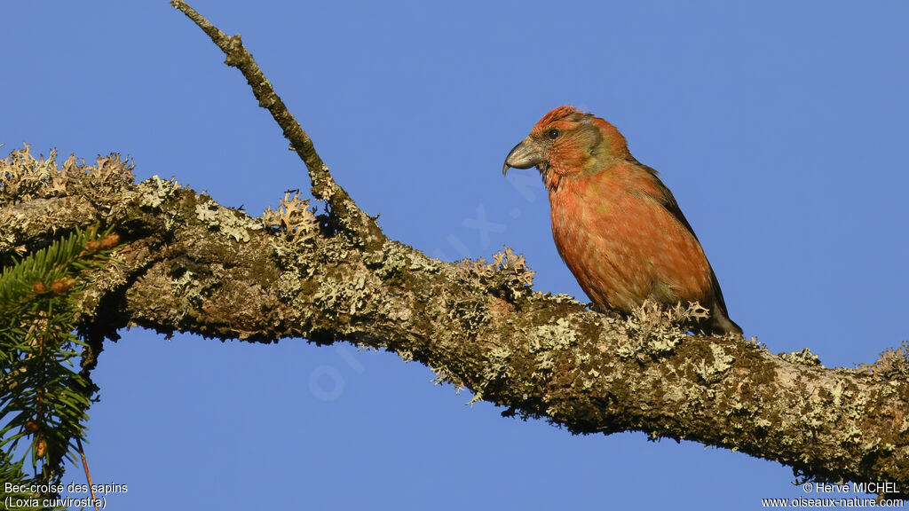 Bec-croisé des sapins mâle adulte