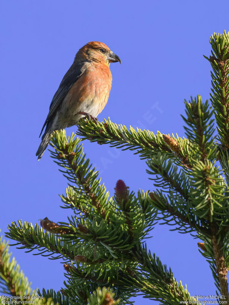 Bec-croisé des sapins mâle adulte