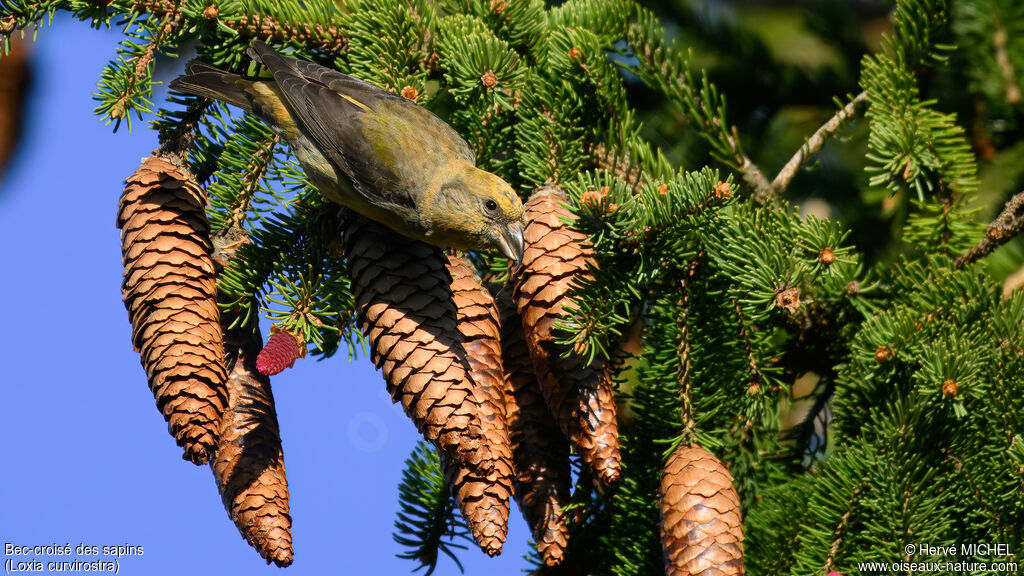 Bec-croisé des sapins femelle adulte
