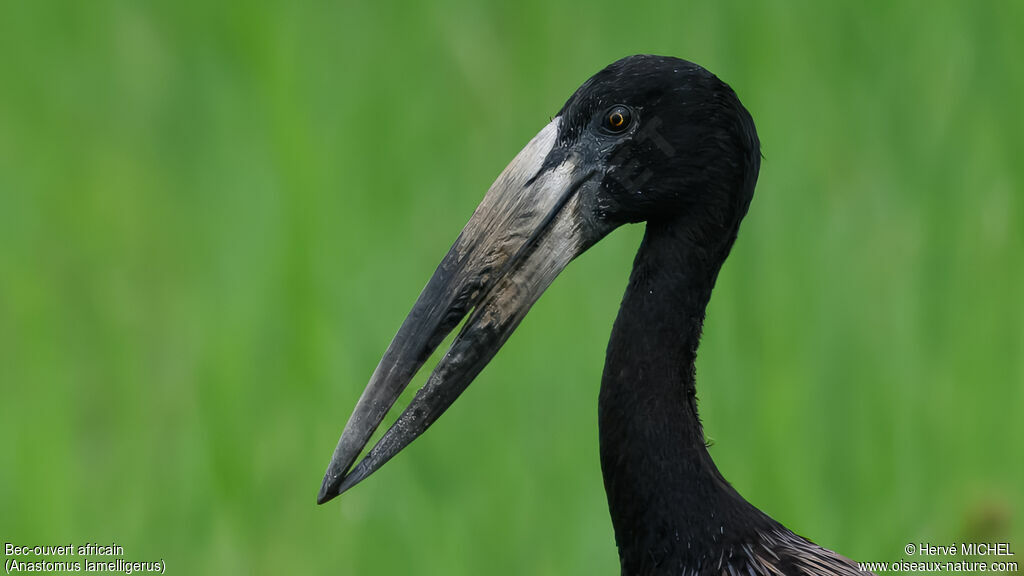 African Openbill