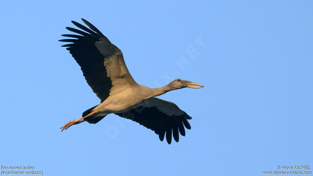 Asian Openbill