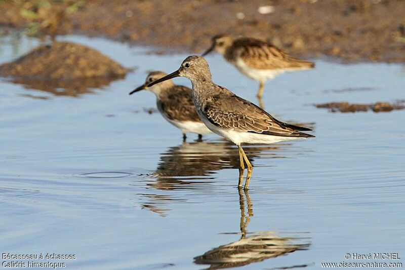 Stilt Sandpiper, identification