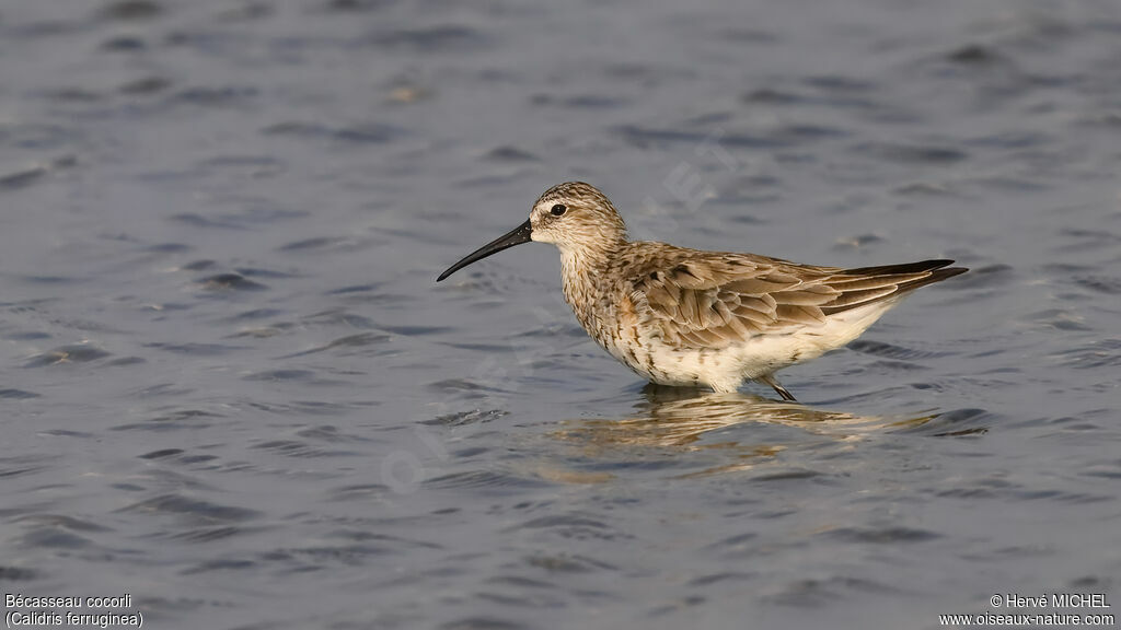Bécasseau cocorli