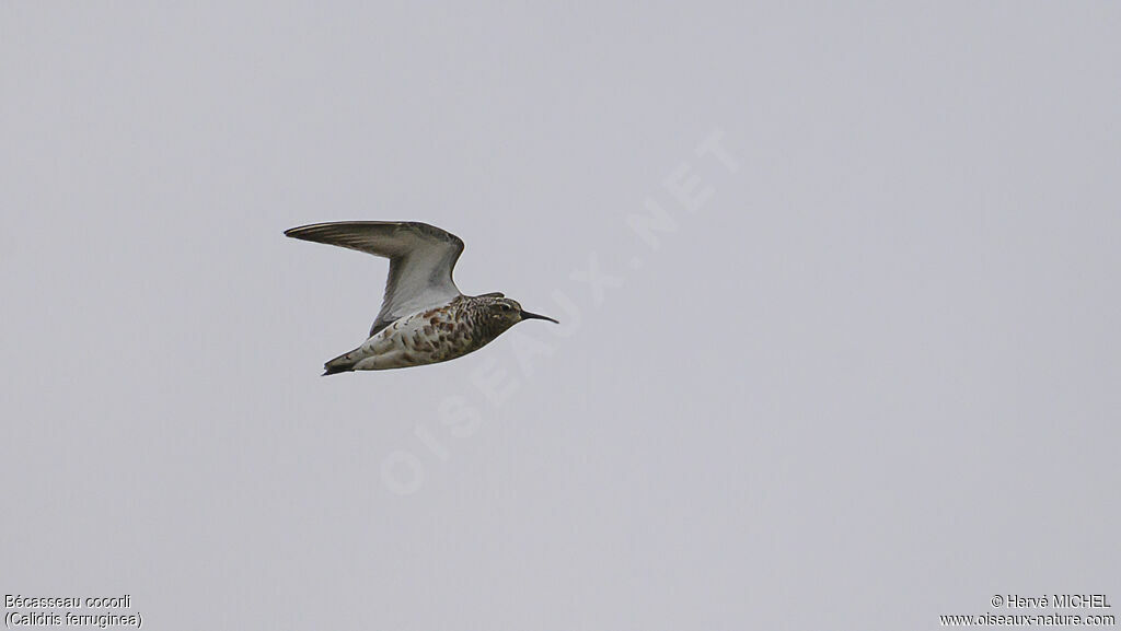 Curlew Sandpiperadult