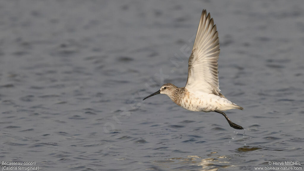 Curlew Sandpiper