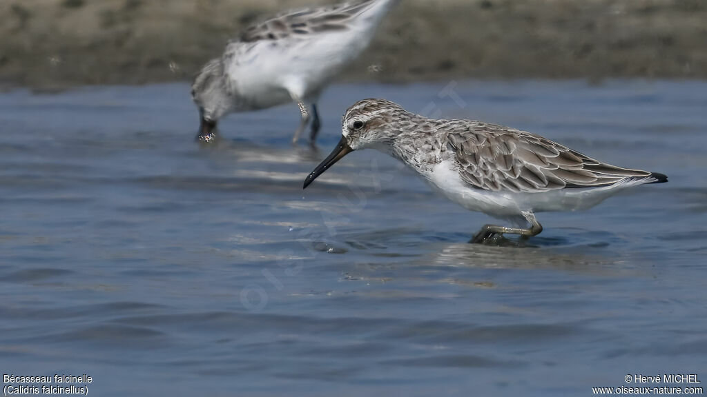 Broad-billed Sandpiper