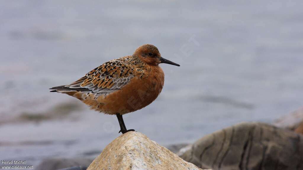 Red Knot male adult breeding, identification