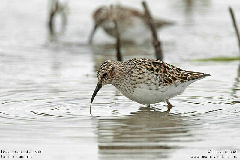 Least Sandpiperadult breeding