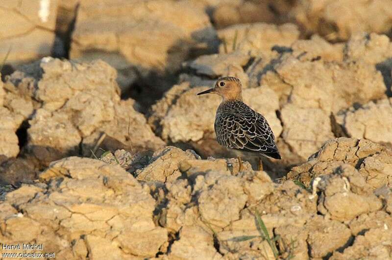 Buff-breasted Sandpiperadult, pigmentation