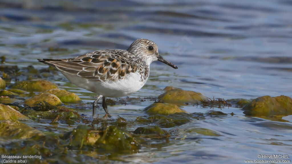 Bécasseau sanderling