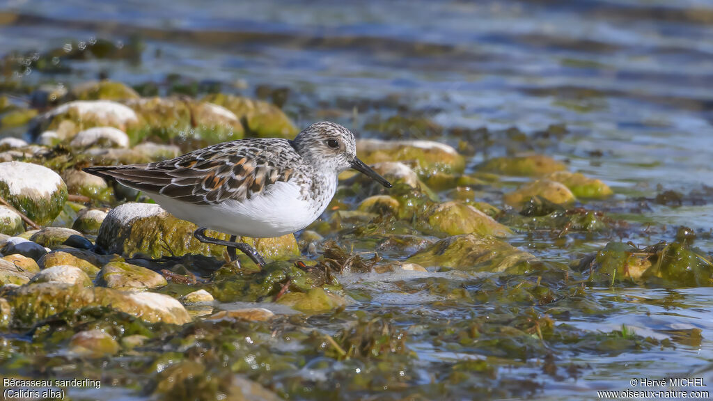 Bécasseau sanderling