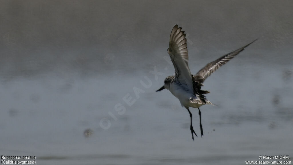 Spoon-billed Sandpiper