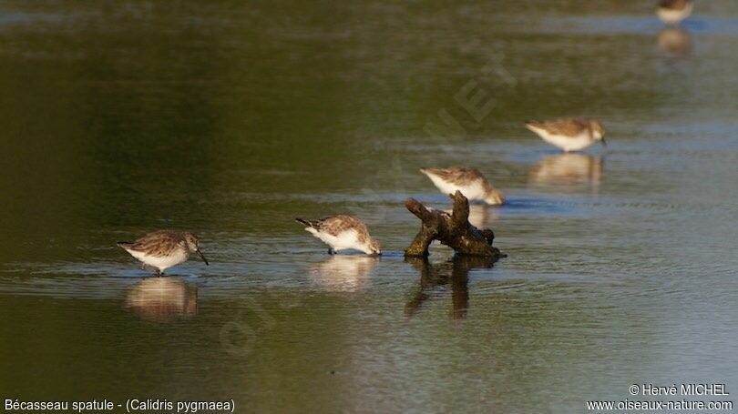 Spoon-billed Sandpiper