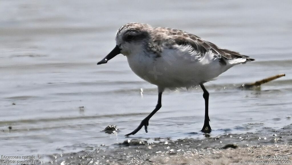 Spoon-billed Sandpiper