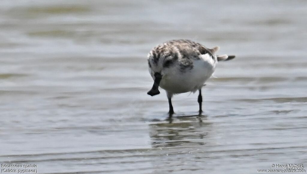 Spoon-billed Sandpiper