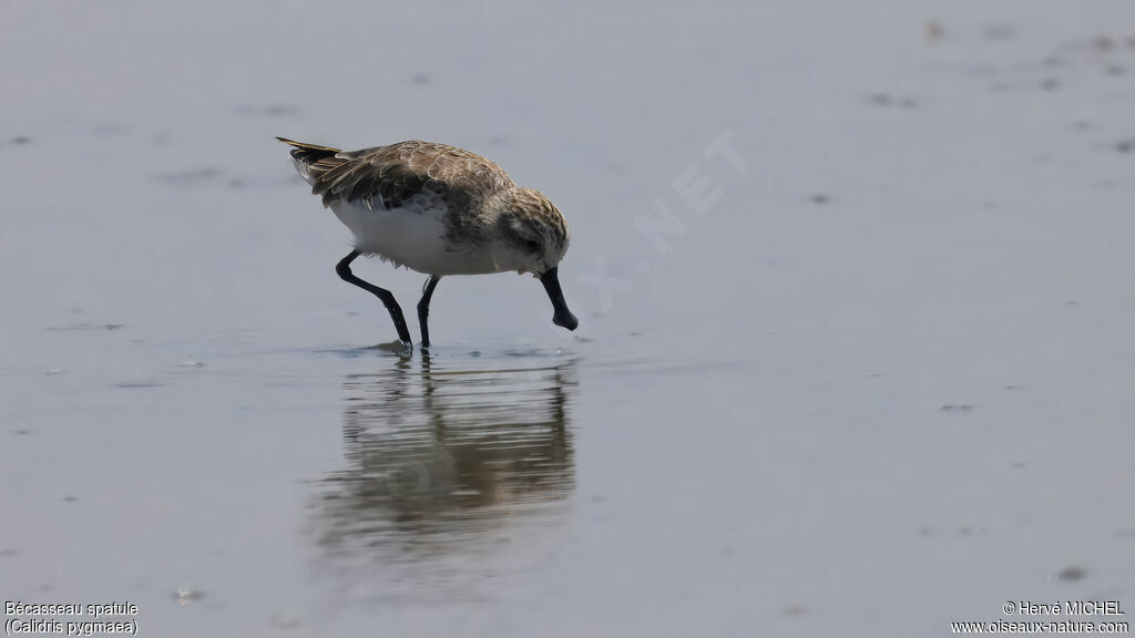 Spoon-billed Sandpiper