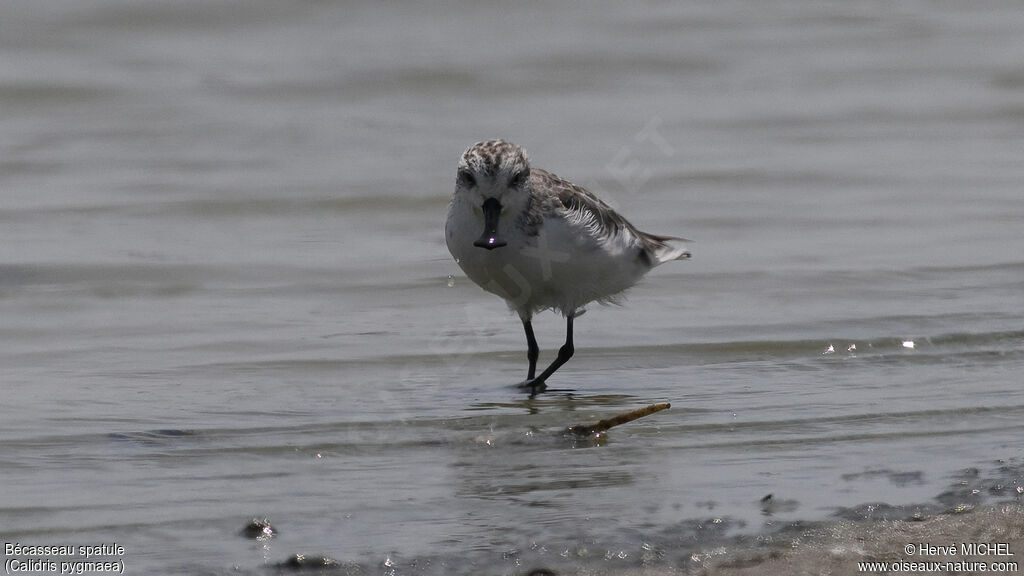 Spoon-billed Sandpiper