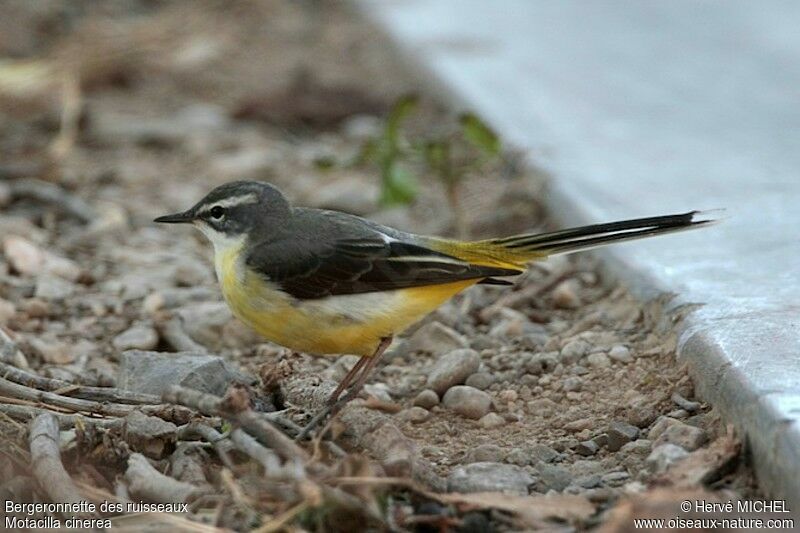 Bergeronnette des ruisseaux femelle adulte internuptial, identification