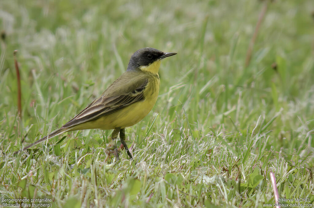 Western Yellow Wagtail