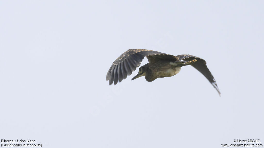 White-backed Night HeronFirst year