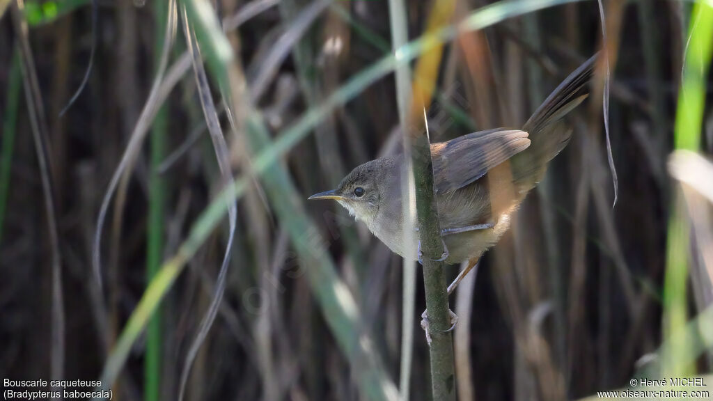 Little Rush Warbler - Mégalure caqueteuse<br />First year