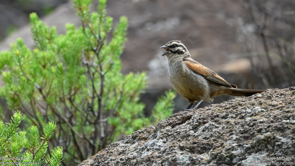 Cape Bunting