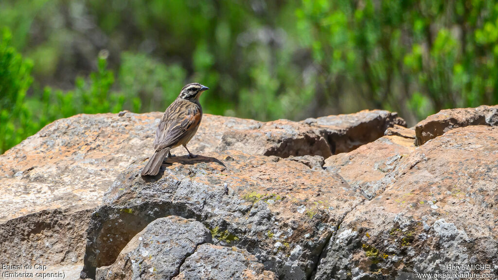 Cape Bunting