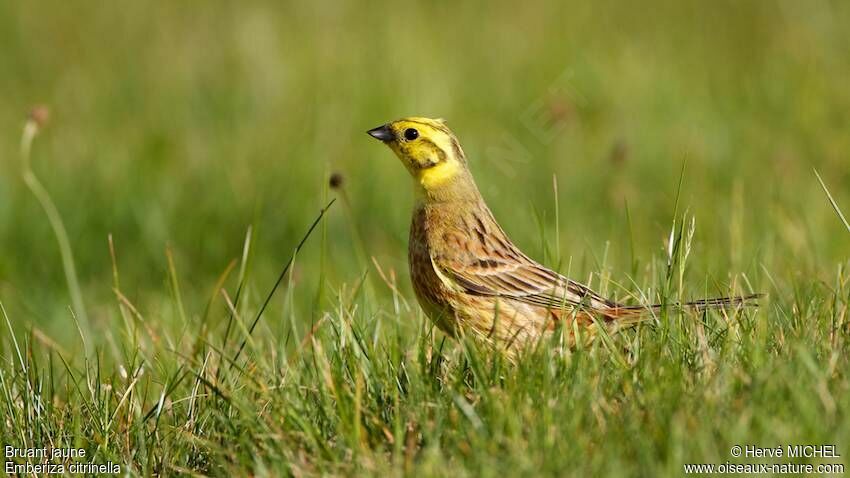 Bruant jaune mâle adulte nuptial