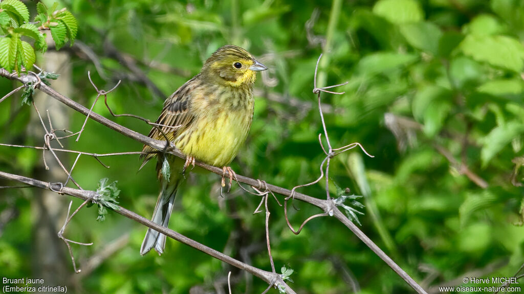 Yellowhammer female adult
