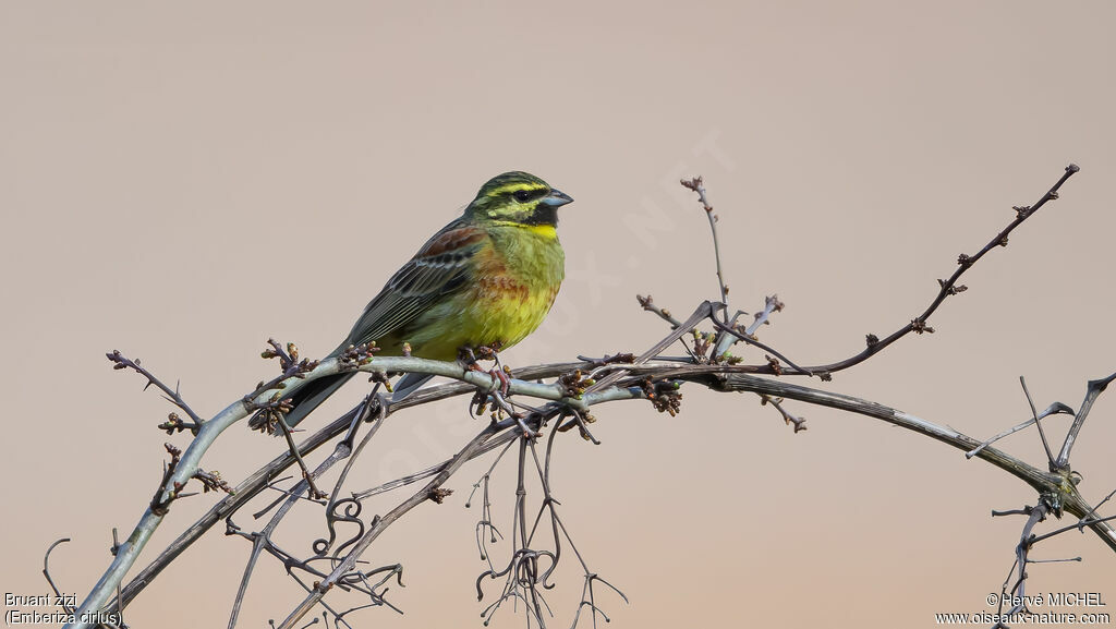 Bruant zizi mâle adulte nuptial